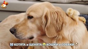 Котята и щенята 🐈🐶 Кошки и собаки 🤗 Милое видео про животных (101)