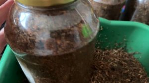 Вирджиния Голд-ферментация Табака