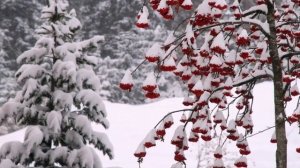 Т.Миансарова Гроздья рябины