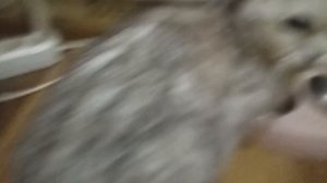 Сколько поглажеваний выдержит шотланская кошка Бэла