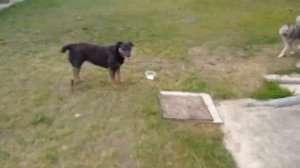 Собачьи игры