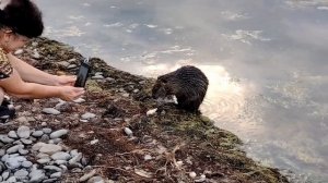 Выдра в Новороссийске.