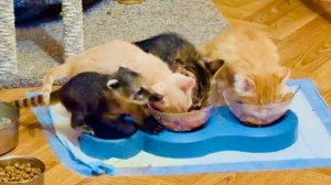 Я снова ищу СУПЕР КОШКУ по всему парку, ее видели с каким-то серым красивым котом)))