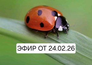Эфир от 24.02.26