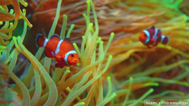 #Коран#АльБакъара#СамыеКрасивыеМеста#Relaxation##Islam#Quran#AlBaqarah'#Minshawiy #4кВидео#21часть#