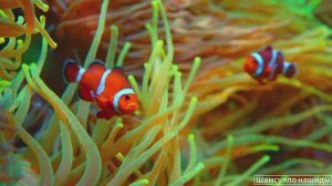 #Коран#АльБакъара#СамыеКрасивыеМеста#Relaxation##Islam#Quran#AlBaqarah'#Minshawiy #4кВидео#21часть#