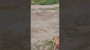 Купила пипетки Адвокат для шестерых уличных щенков