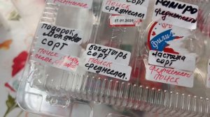 Сладкие перцы для Лен. обл.