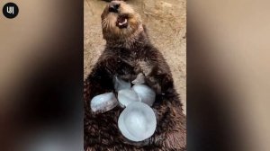 Невероятные моменты, запечатлённые на камеру (P9)