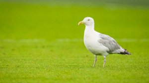 Футболист реанимировал чайку, сбитую мячом во время матча