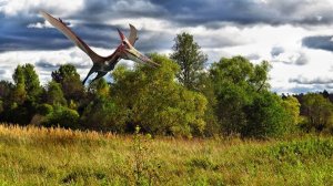 Прогулки в полях