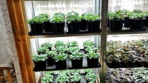 Как вырастить отличную цветочную рассаду в домашних условиях. Обзор в конце февраля.