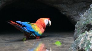 Лесная колпа Parakeet Clay Lick, Национальный парк Ясуни