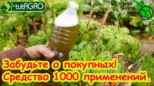 Выжигает ФИТОФТОРУ за 1 час, белокрылку - за 1 день! Супер средство для огорода и сада КЛОНОСТАХИС.