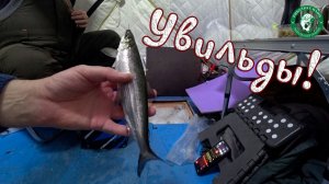 РИПУС, ОЗЕРО УВИЛЬДЫ, РЫБАЛКА С НОЧЕВКОЙ НА РИПУСА НА ГЛУБИНЕ 30 МЕТРОВ, ЛОВИМ НА ЮЖНОМ УРАЛЕ!