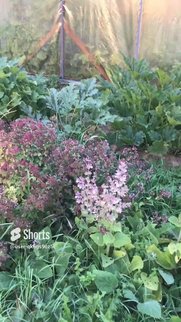 Ленобласть. Хвойное. 23.08.2024. Дача. Пряные травы, шалфей и майоран