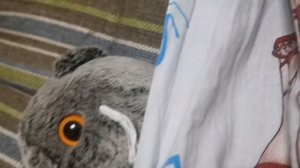 Басик сломал лапу