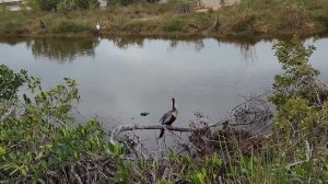 #391 Walking Into Gator Territory in Southern Florida… (Unreal Wildlife!) 20.02.2026