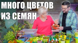 Много цветов из семян, чудесный ахименес, томат черри и гортензия.