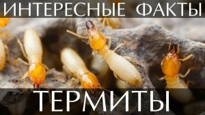 Термиты: это вам не муравьи. Чего мы не знаем о главных архитекторах планеты?