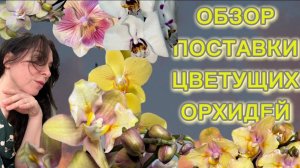 Много красивых ОРХИДЕЙ и ЭКСКЛЮЗИВ ! САМЫЙ интересный ОБЗОР🫣для меня так точно🙌🏻
