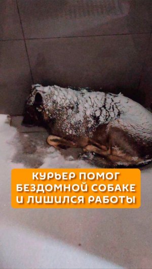Курьер помог бездомной собаке и лишился работы
