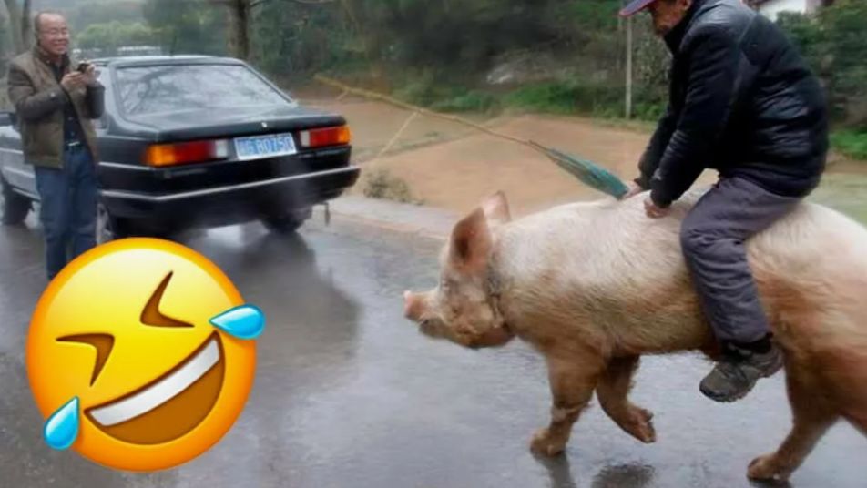 Подборка Самых Смешных Приколов за Неделю смотреть онлайн