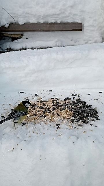 Дикие Птицы