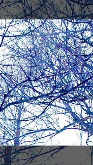 ДИКИЕ КОШКИ