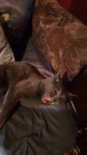 Кот Атос сладко зевает #shorts #котатос #животные #атос #зевота