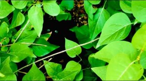 И снова ПОДКИДЫШ под нашими дверьми! Абсолютно черный маленький котенок НЕ ДАЁТСЯ в руки!