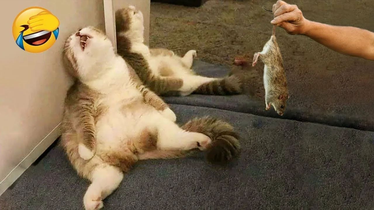 Я РЖАЛ ДО СЛЕЗ | СМЕШНЫЕ ВИДЕОПРИКОЛЫ |Смешные видео с животными | ПОДБОРКА ПРИКОЛОВ😂🤣 смотреть онлайн