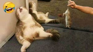 Я РЖАЛ ДО СЛЕЗ | СМЕШНЫЕ ВИДЕОПРИКОЛЫ |Смешные видео с животными  | ПОДБОРКА ПРИКОЛОВ😂🤣