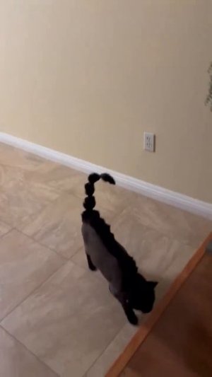 Коты после стрижки