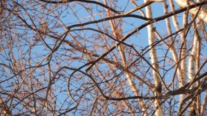 DSCN7059Синица затянула веснянку .