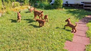 Ирландские терьеры : Щеночки на лужайке . Лето 2025 .Золотой Романтик.