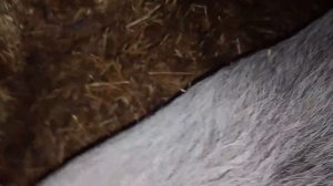 Еда/Хозяйство/Подскажите пожалуйста у кого есть или были свиньи это охота или уже всё?