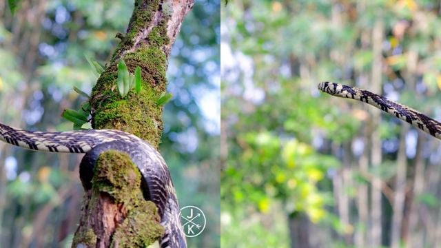 XREAL VR 3D VIDEO COSTA RICA смотреть онлайн