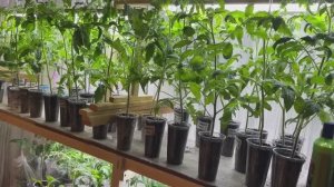 ЧТО СЛУЧИЛОСЬ с РАССАДОЙ ТОМАТОВ из за похолодания