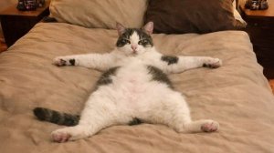 ПРИКОЛЫ С КОТАМИ! Смешные коты! УГАРНЫЕ Смешные Животные! ДО СЛЁЗ!