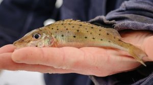 Russian Fishing 4 Я ИХ ПОЙМАЛ))))