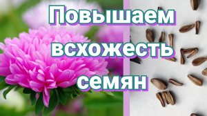 Астры. Стратификация семян. Не упустите время