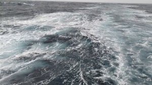 Южный океан. 17.01.2025 г.