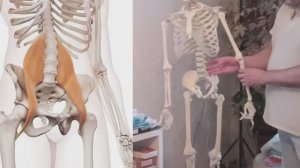 Как проработать поясничную и подвздошную мышцы. Обучение массажу у Олега Гудвина! Висцеральный масс.