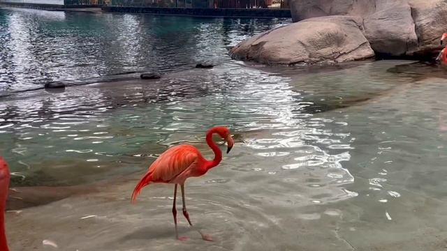 Розовые и красные. Фламинго и не только. SeaWorld. Абу-Даби смотреть онлайн