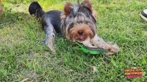 Бетти на даче.