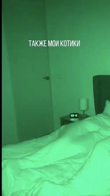 жизнь с котами совсем другая 😺