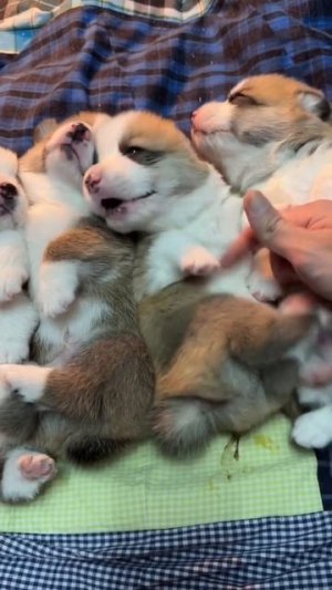 Милые почесушки😋))