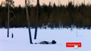 Мир Дикой Природы: Полярная Ночь | Документальный Фильм