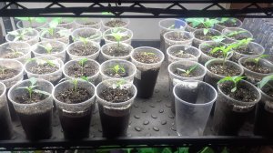 24.02.2026 Рассада перцев и томатов (первая партия посева).